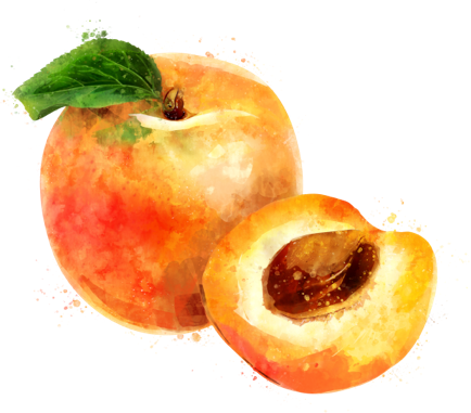 Apricot